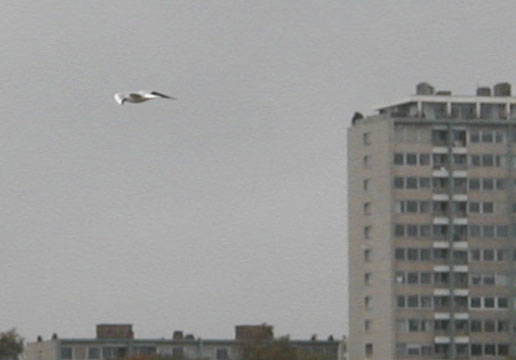 seagull