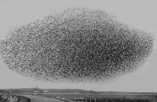 starling-cloud