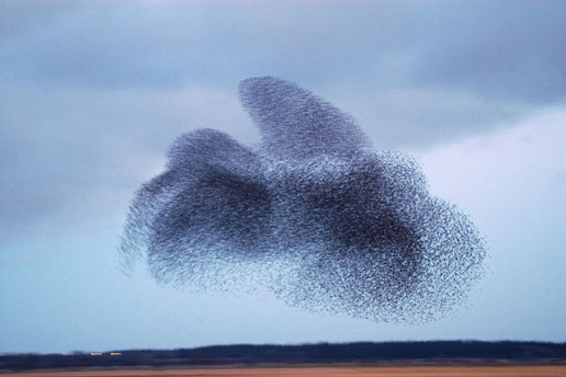 starling cloud