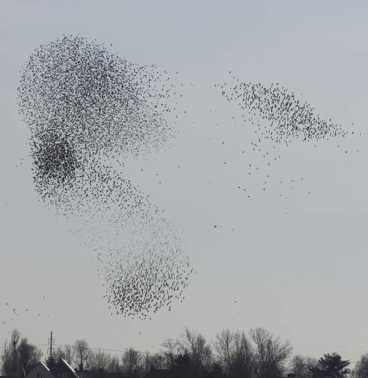 starling cloud