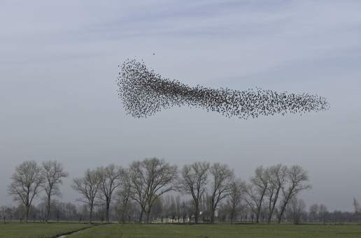 starling cloud