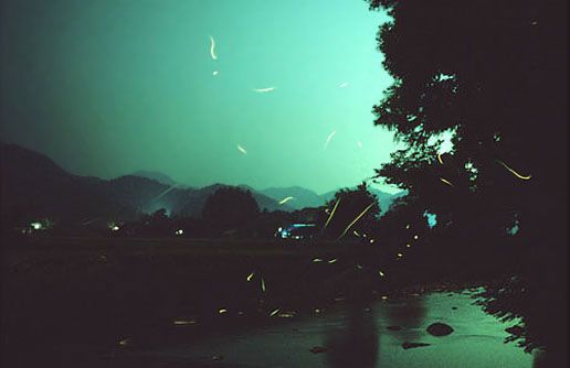 Fireflies