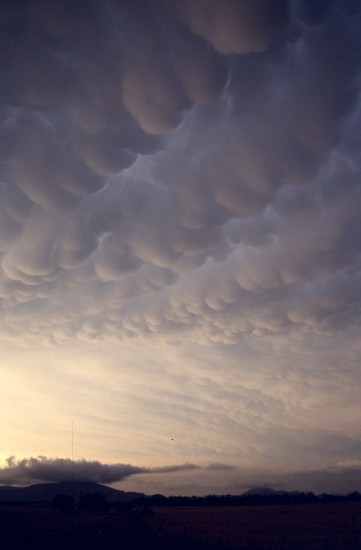 Mammatus cells