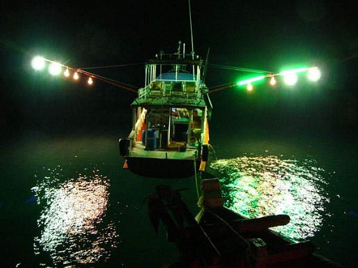 lights attracts fish to the surface